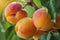 Fresh Apricot closeup photo. Generate Ai