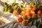 Fresh apricots on a table in the garden backlit by warm sunlight. Green leaves around. Ripe juicy apricots on tablecloth. Natural