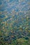 Fresh aquatic plants in lake in a sunny day