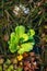 Fresh aquatic plants in lake in a sunny day