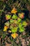 Fresh aquatic plants in lake in a sunny day