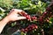 Fresh arabica coffee beans on coffee tree