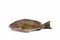 Fresh areolate grouper (epinephelus areolatus) fish .