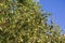 Fresh argan fruits on a branch