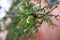 Fresh argan fruits on a branch.