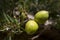 Fresh argan fruits on a branch. Argania spinosa - Argana