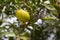 Fresh argan fruits on a branch. Argania spinosa - Argana