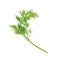 Fresh aromatic dill on white background