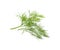 Fresh aromatic dill on white background