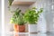 Fresh aromatic garden herbs in terracotta pot in kitchen. Herbal plants for cooking - mint and thyme