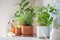 Fresh aromatic garden herbs in terracotta pot in kitchen. Herbal plants for cooking - mint and thyme