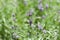 Fresh aromatic lavender in basket macro outdoor