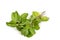 Fresh aromatic peppermint leafs on white background