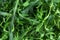 Fresh arugula Eruca, cruciferous plant and cabbage Brassicaceae close-up.