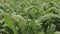Fresh arugula leaves, close up. Lettuce salad plant, hydroponic vegetable leaves. Organic food