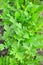 Fresh arugula plants sprouting in garden