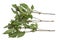 Fresh Asian basil leaves on white background