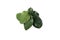 Fresh Asian Organic Lime Leaves