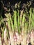 Fresh asparagus hand picked from the garden in a tuscan farm