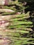 Fresh asparagus hand picked from the garden in a tuscan farm