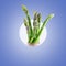 Fresh asparagus isolated on trendy colored background