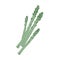 Fresh asparagus spears. stalks of green vegetable. Healthy organic food. Raw veggie. Colored flat vector illustration