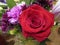 Fresh and attractive red colored rose from the florist