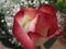 Fresh and attractive red colored rose from the florist
