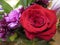 Fresh and attractive red colored rose from the florist