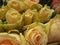 Fresh and attractive white colored roses from the florist