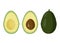 Fresh avocado vector illutration. Raw fruit cutted and whole one.