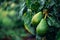 Fresh avocados hanging on a tree with raindrops on the leaves