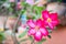 Fresh Azalea flower after rain on background