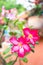 Fresh Azalea flower after rain on background