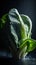 Fresh baby Bok Choy chinese cabbage on dark background