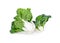 Fresh baby bok choy white stem on white background