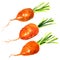 The fresh baby carrot on white background