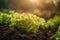 Fresh baby lettuce leaves showcase nature\\\'s bounty, ideal salads, healthy meals, organic gardening