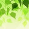 Fresh background of green birch leaves