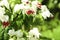 Fresh bagflower white and red color beauty heart shape in botany garden. Clerodendrum green plant background with copy space. no p