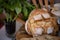 Fresh Baked Italian Bread nicely presented