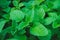 Fresh balm plant - Lemon Balm Herb garden