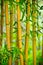 Fresh Bamboo forest