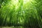 Fresh bamboo forest