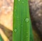 Fresh bamboo leaf with water drops macro photo. Morning dew on small bamboo leaf.