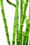 Fresh bamboo stems