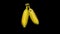 Fresh banana fruit on black background with copy space