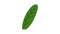 Fresh banana leaf icon animation