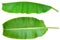 Fresh Banana Leaf Isolated