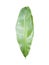 fresh banana leaf, standing upright, white background